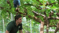 Chatsworth - Grapevines - 2